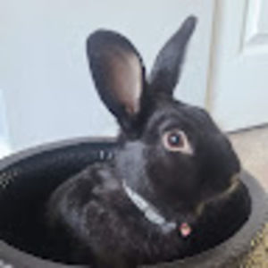 Meet your Posher, Jackie